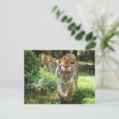 Die Tiger auf der Schüssel Postkarte (Stehend Vorderseite)
