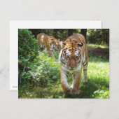 Die Tiger auf der Schüssel Postkarte (Vorne/Hinten)