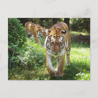 Die Tiger auf der Schüssel Postkarte