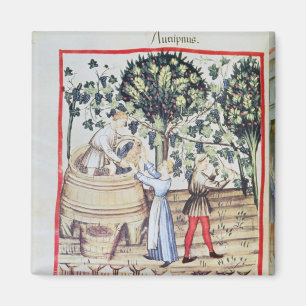 Die Trauben-Ernte, 13. Jahrhundert Magnet