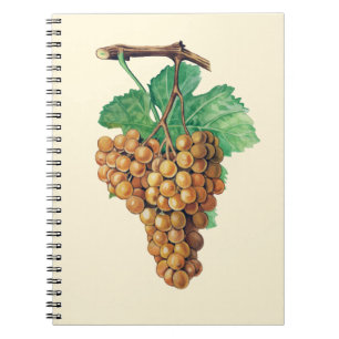 Die Trauben "terret blanc", Farbe: buttercream Notizblock