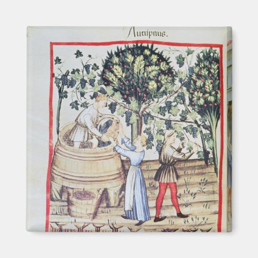 Die Traubenernte aus dem 13. Jahrhundert Magnet (Vorne)