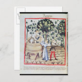 Die Traubenernte aus dem 13. Jahrhundert Postkarte (Vorne/Hinten)