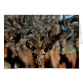 Die Träume von Hirsch