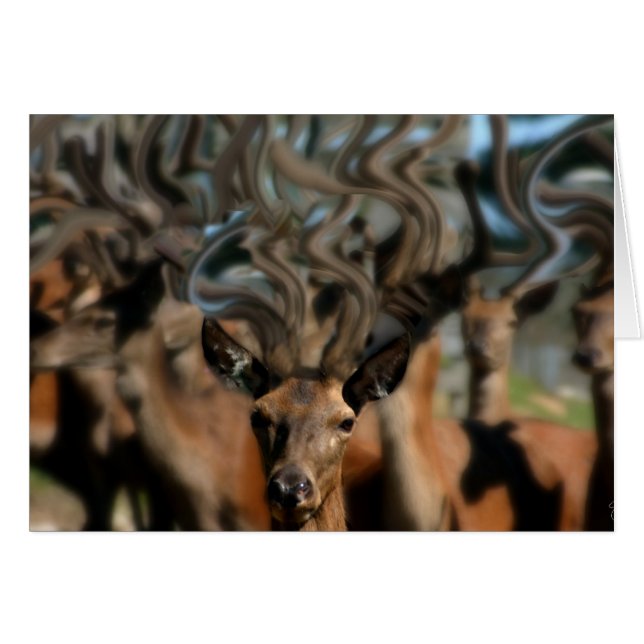 Die Träume von Hirsch (Vorderseite (Horizontal))