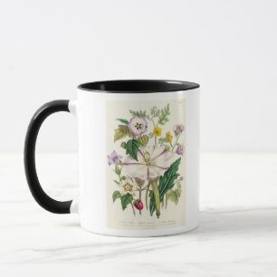 Die Trompete des Teufels, überziehen 46 "von den Tasse