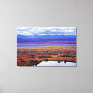 Die Tundra des Denali-Nationalparks im späten Leinwanddruck