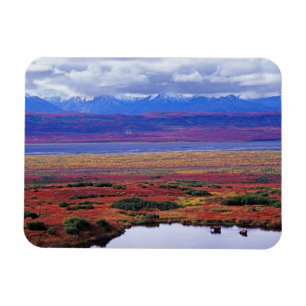 Die Tundra des Denali-Nationalparks im späten Magnet
