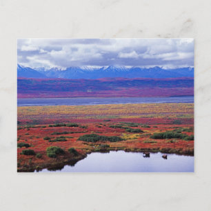 Die Tundra des Nationalparks Denali im späten 20.  Postkarte