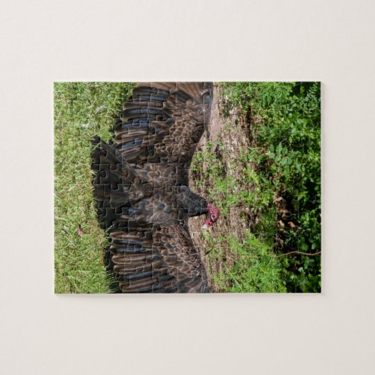 Die Türkei-Bussarde Puzzle (Horizontal)