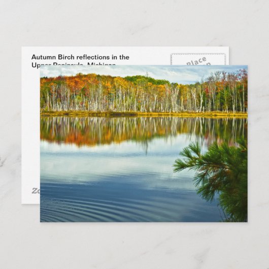 Die U. P.: Überlegungen zum Birkenbaum im Herbst Postkarte (Vorne/Hinten)