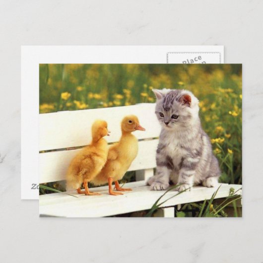 Die Ugly Duck Postcard Postkarte (Vorne/Hinten)