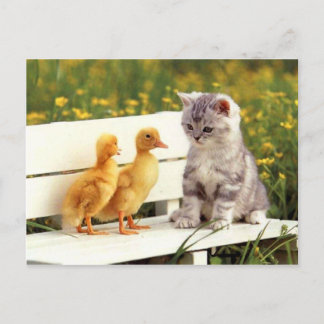 Die Ugly Duck Postcard Postkarte