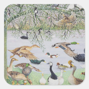 Die ungerade Ente Quadratischer Aufkleber