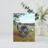 Die unglaublichen Truthähne Postkarte (Stehend Vorderseite)