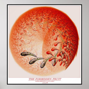DIE VERBOTENE FRUCHT POSTER