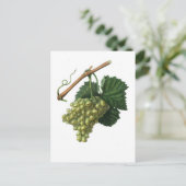 Die Verdelho-Traube Postkarte (Stehend Vorderseite)