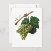 Die Verdelho-Traube Postkarte (Vorne/Hinten)
