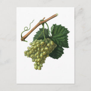 Die Verdelho-Traube Postkarte