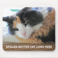 Die verdorbene verdorbene Katze lebt hier