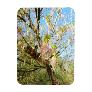 Die verlorenen Orte, die Meadowlands Natur, Frühli Magnet