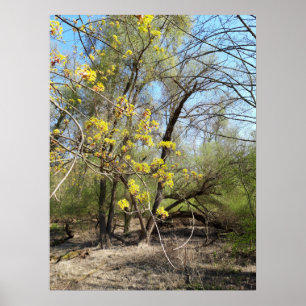 Die verlorenen Orte, die Meadowlands Natur, Frühli Poster