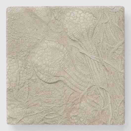 Die versteinerte Sammlung Steinuntersetzer (Vorderseite)