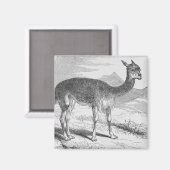 Die Vicuna am Rio de Azufre Magnet (Vorderseite/Rückseite)