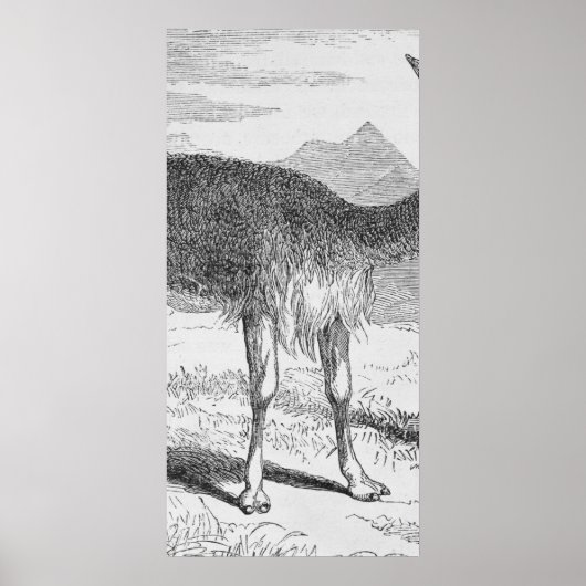 Die Vicuna am Rio de Azufre Poster (Vorne)