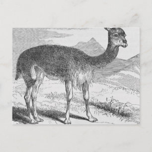 Die Vicuna am Rio de Azufre Postkarte