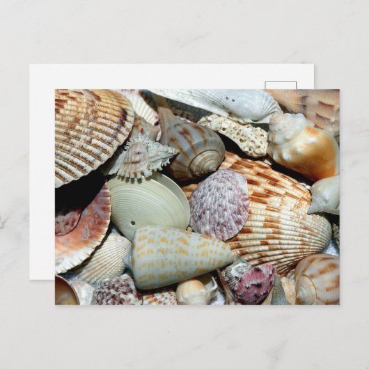 Die Vielfalt der Seashells am Foto Postkarte (Vorne/Hinten)