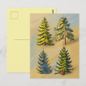 Die vier Tannenarten, Botanik. Postkarte (Vorne/Hinten)