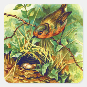 Die Vintage-Illustration des Rotkehlchens Quadratischer Aufkleber