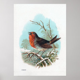 Die Vintage Vogel-Illustration Robins Poster
