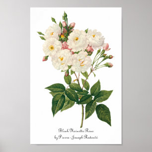 Die Vintagen Blumen Blumen erröten Noisette Rose Poster