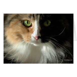 Die Visitenkarten der Katze