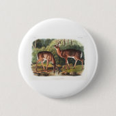 die viviparous vierrupts von John James Audubon Button (Vorderseite)