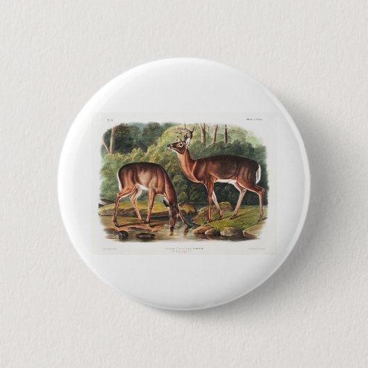 die viviparous vierrupts von John James Audubon Button (Vorderseite)