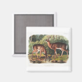 die viviparous vierrupts von John James Audubon Magnet (Vorderseite/Rückseite)