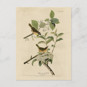 Die Vögel Amerikas von Warbler Audubon Postkarte