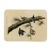 Die Vögel Amerikas von White Breasted Nuthatch Aud Magnet (Horizontal)