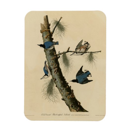 Die Vögel Amerikas von White Breasted Nuthatch Aud Magnet (Vertikal)
