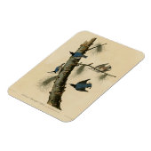 Die Vögel Amerikas von White Breasted Nuthatch Aud Magnet (Linke Seite)