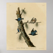 Die Vögel Amerikas von White Breasted Nuthatch Aud Poster (Vorne)