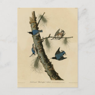 Die Vögel Amerikas von White Breasted Nuthatch Aud Postkarte