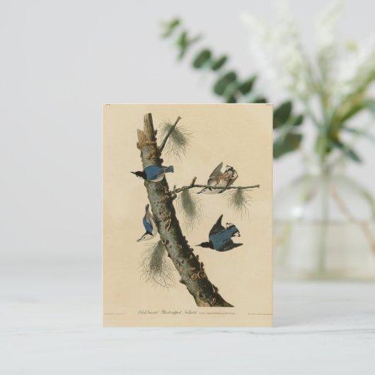 Die Vögel Amerikas von White Breasted Nuthatch Aud Postkarte (Stehend Vorderseite)