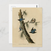 Die Vögel Amerikas von White Breasted Nuthatch Aud Postkarte (Vorne/Hinten)