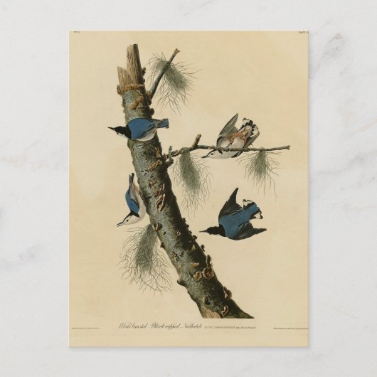 Die Vögel Amerikas von White Breasted Nuthatch Aud Postkarte (Vorderseite)