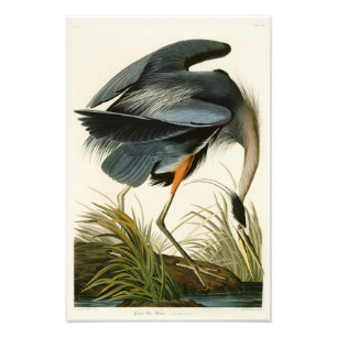 Die Vögel Graureiher-Johns Audubon von Amerika Fotodruck