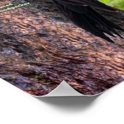 Die Vögel im Hinterhof des Westens Poster (Ecke)